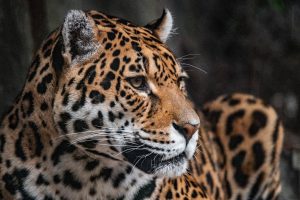 Jaguar Research Expedition In The Amazon