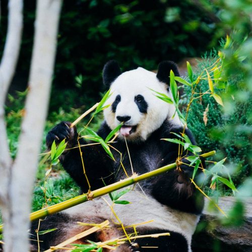 Sichuan & Yunnan Explorer: Pandas & Mountains
