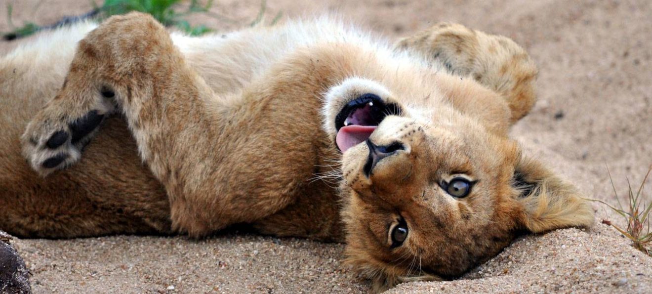 lion-cub-hero