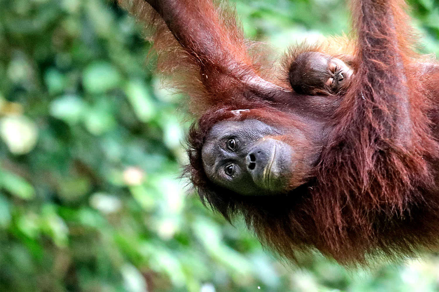  Orangutans of Borneo  Wildlife Escapes