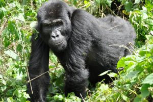 Waterfalls & Wildlife: Gorillas & Murchison Falls
