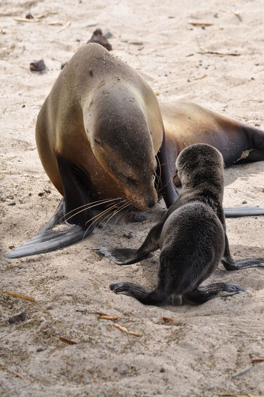 image2-galapagos-wildlife