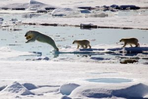 The great polar bear gathering