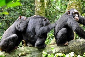 Uganda Primate Explorer