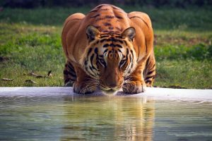 India's Golden Triangle & Tigers