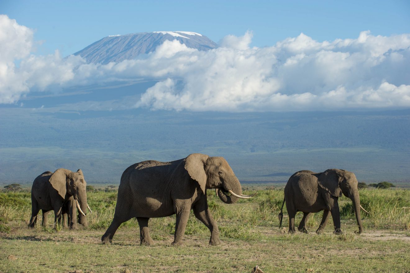 SkySafari Above and Beyond_ Kenya_Amboseli Wildlife_Elephants with a Kili backdrop_Prints-157_©Paul Joynson-Hicks