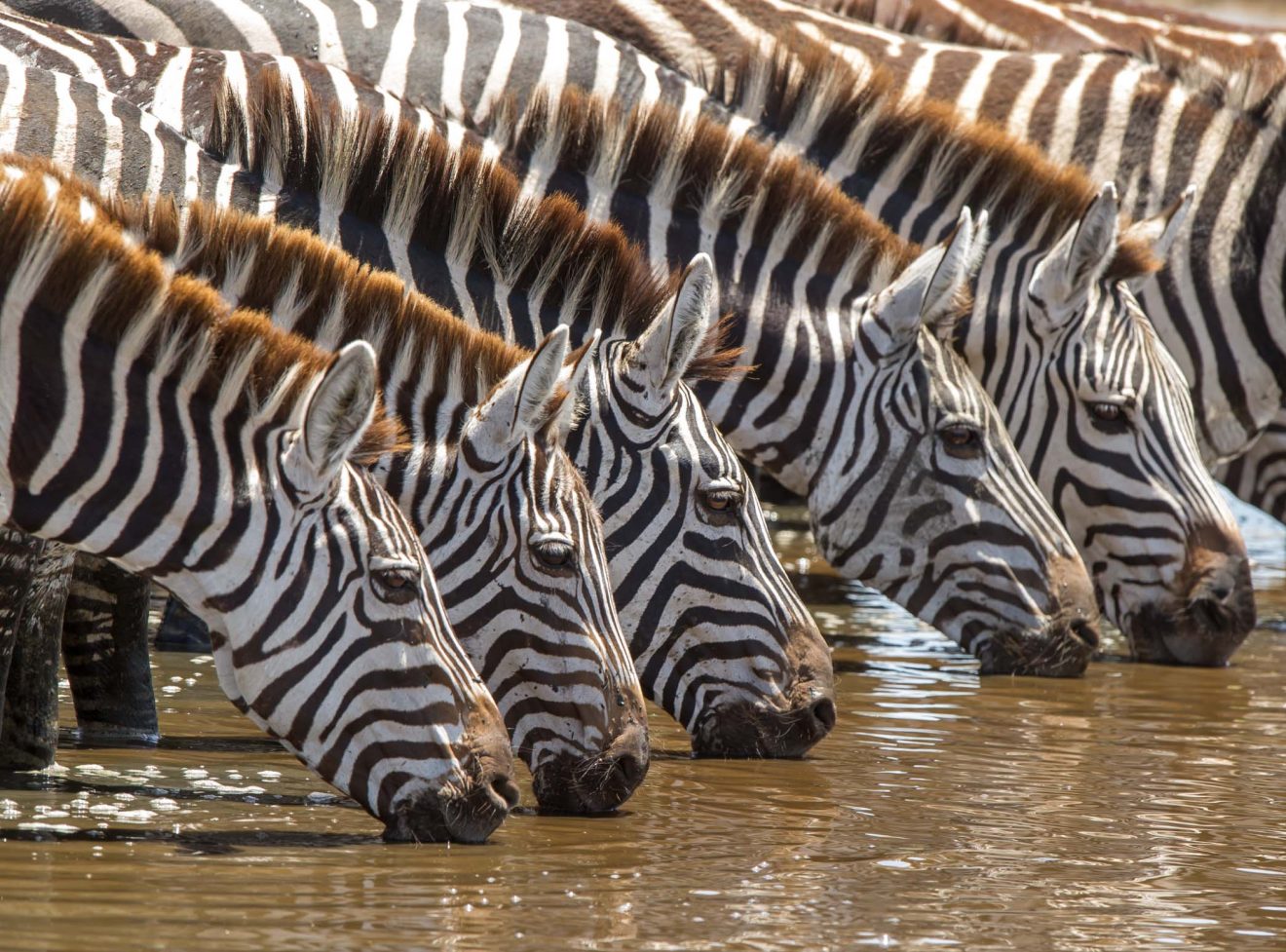 SkySafari Above and Beyond_East Africa_Serengeti _Wildlife_Zebra_Prints-109_©Paul Joynson-Hicks