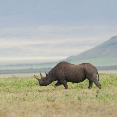 Luxury Northern Tanzania Safari