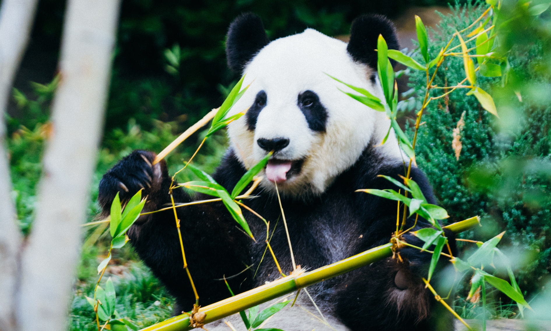 Pandas of China - Wildlife Escapes