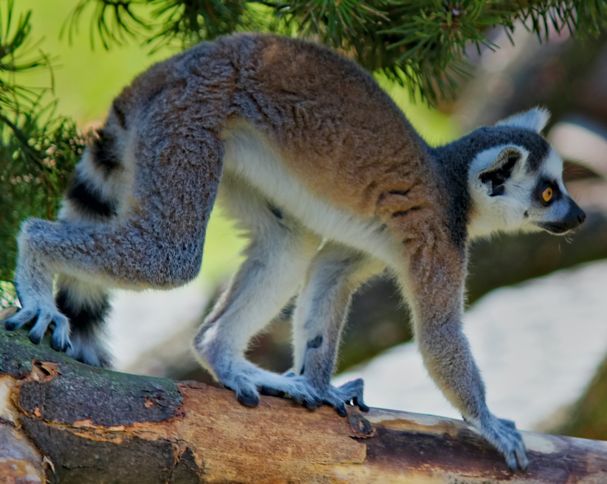 Dancing Lemurs of Madagascar Wildlife Escapes