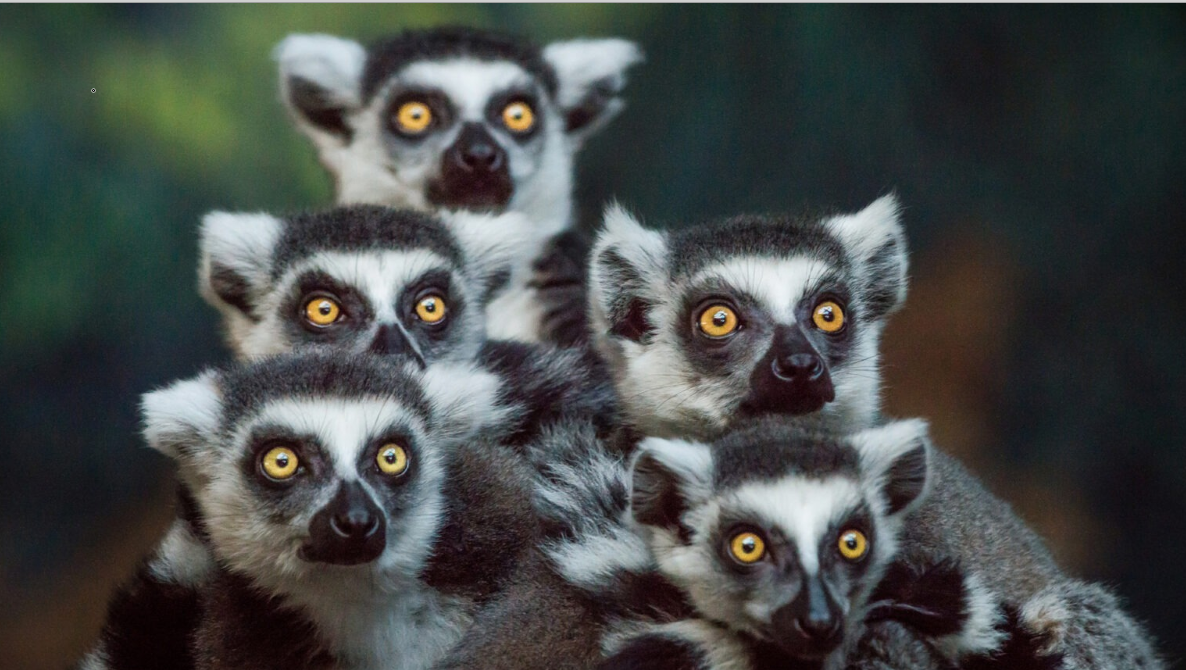 Dancing Lemurs of Madagascar - Wildlife Escapes