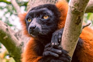 Madagascar Wildlife Discovery Tours