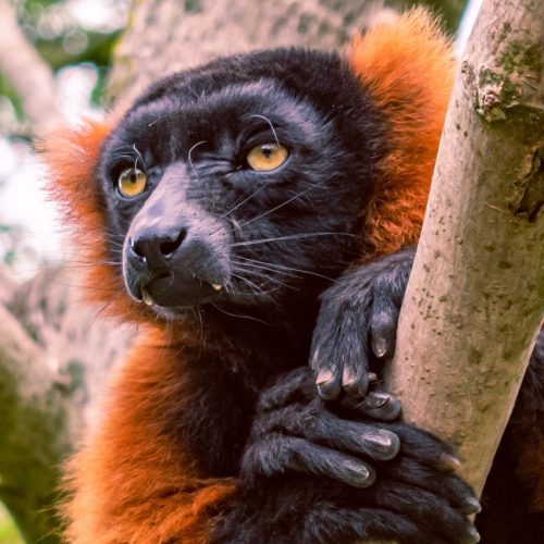 Madagascar Wildlife Discovery Tours