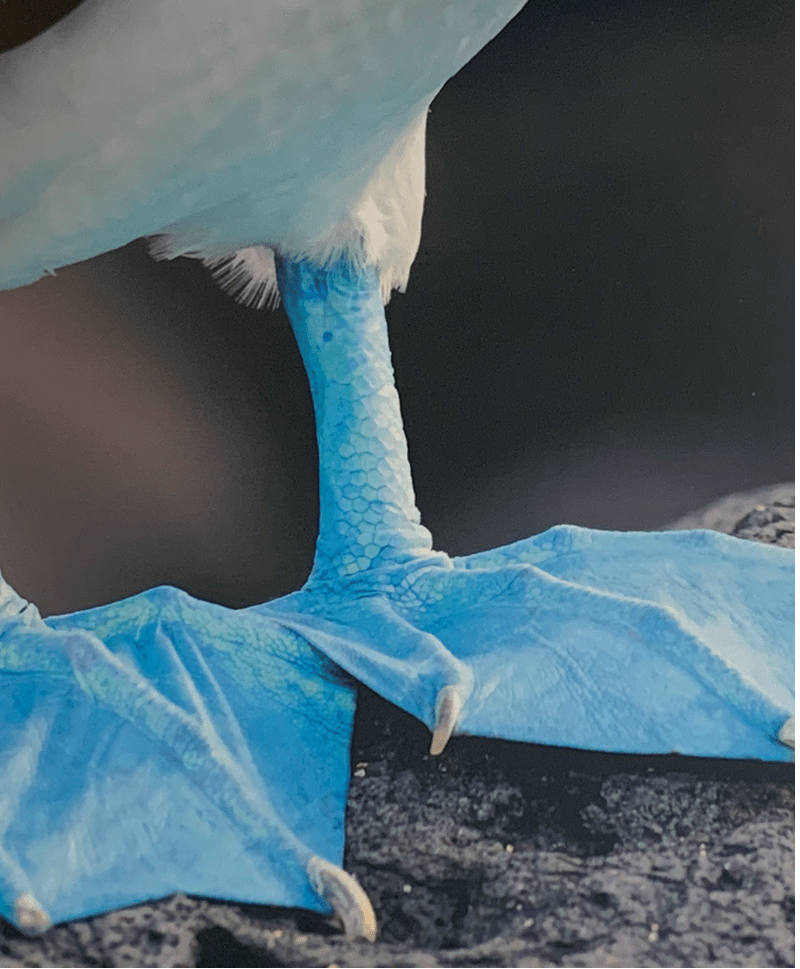 Bluu footed Boobies