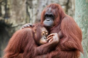 Orangutans & islands of Borneo