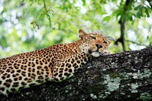 Wildlife & Water: Hwange & Victoria Falls Safari