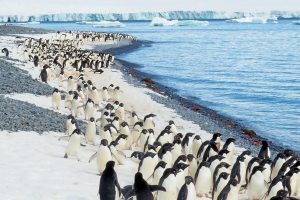 Antarctic Peninsula fly & cruise