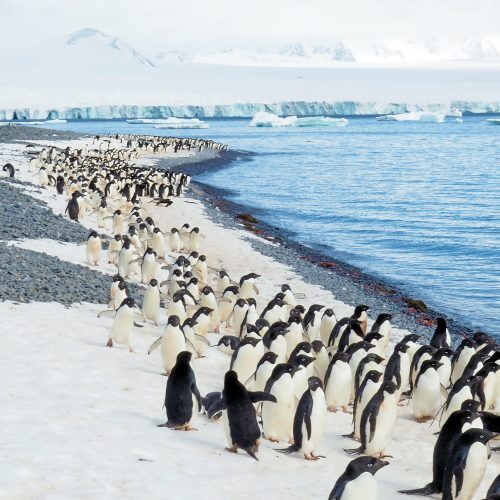 Antarctic Peninsula fly & cruise