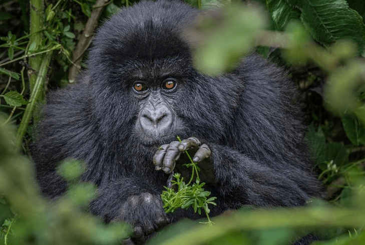 Gorilla Sabyinyo Governors Camp