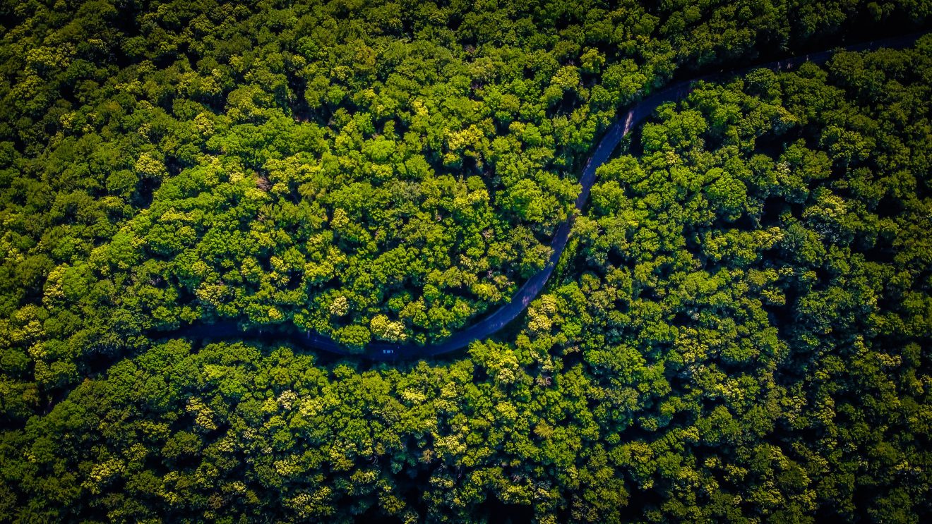 vlad-hilitanu-pt7QzB4ZLWw-unsplash rainforest