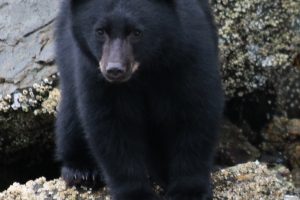 Bears of British Columbia