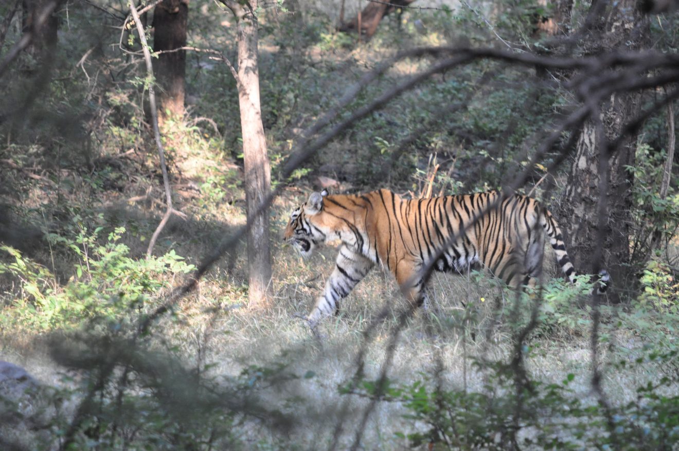 DSC_0428 India Tiger Photo © Andrew Rowdon