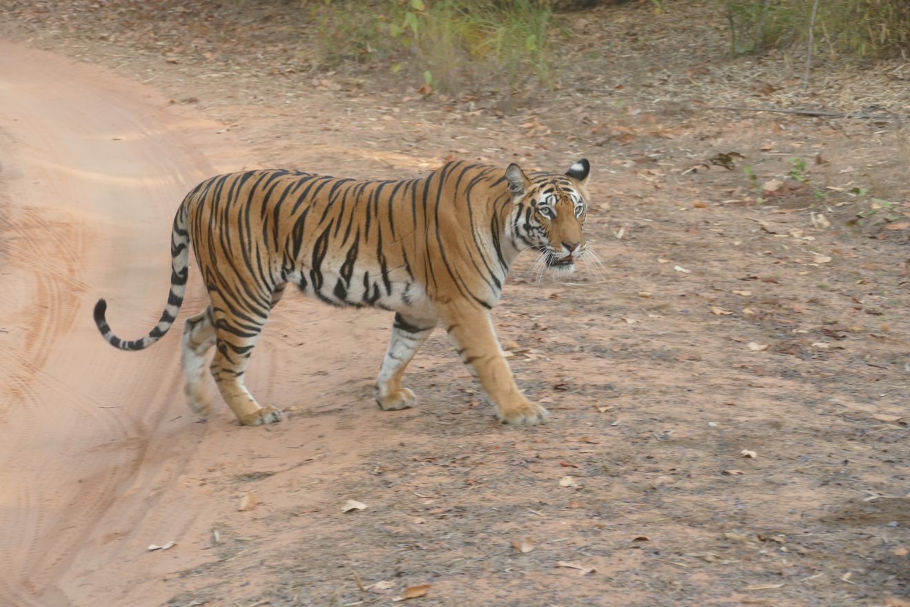 DSC_0438 India Tiger Photo © Andrew Rowdon