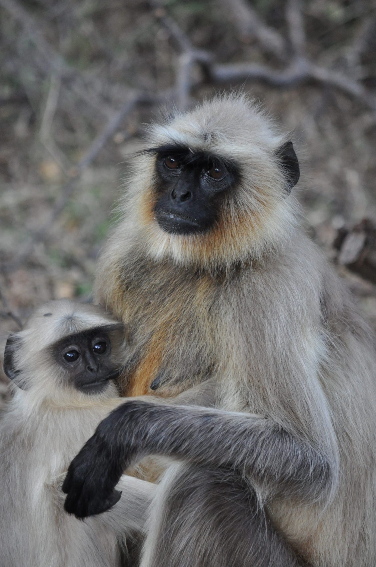 DSC_0489 India Monkey Photo © Andrew Rowdon