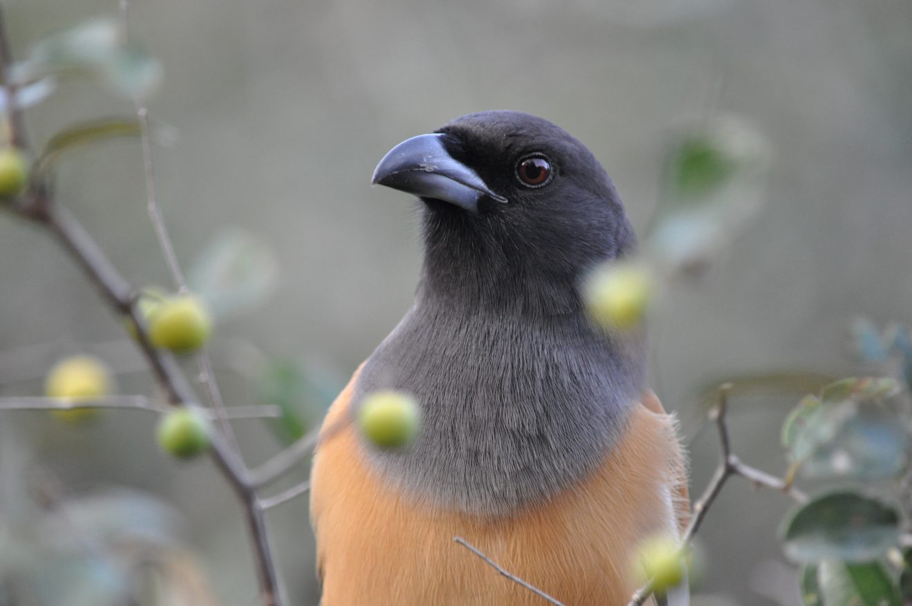 DSC_0498 India bird Photo © Andrew Rowdon