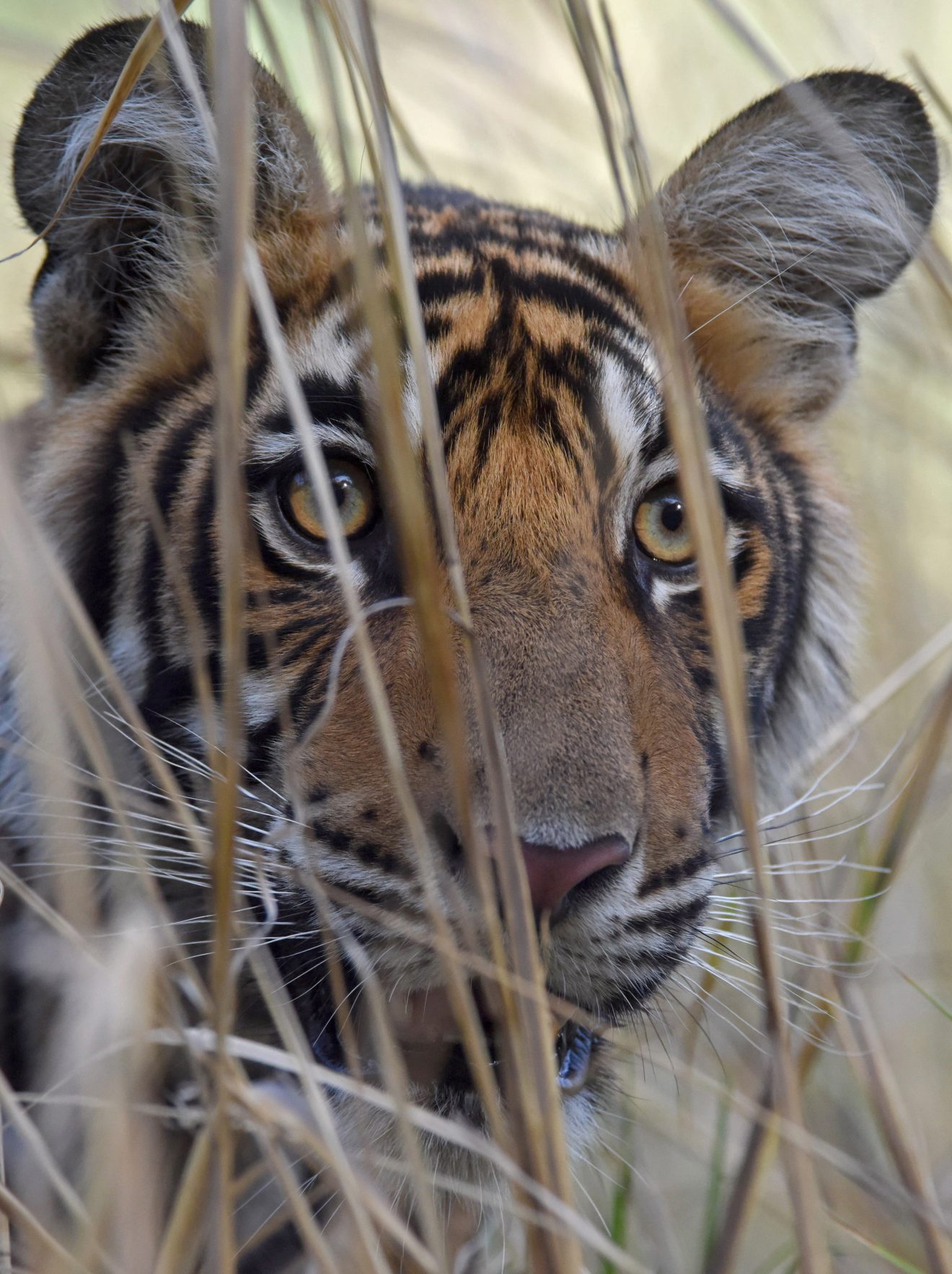 DSC_0562a tigers India Photo © Andrew Rowdon