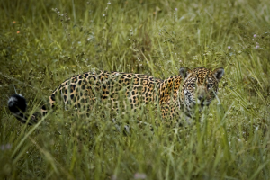 In search of the jaguar in Brazil's Pantanal