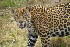 Brazil's wildlife: Rio, Iguaçu, Pantanal & the Amazon