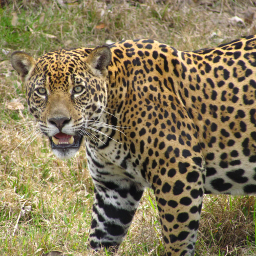 Brazil's wildlife: Rio, Iguaçu, Pantanal & the Amazon