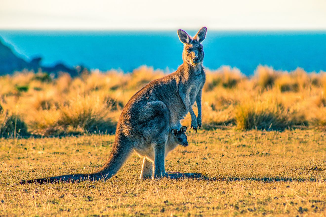 Kangaroo photo © unsplash ondrej-machart-QnFVTob4HHE-unsplash (3)