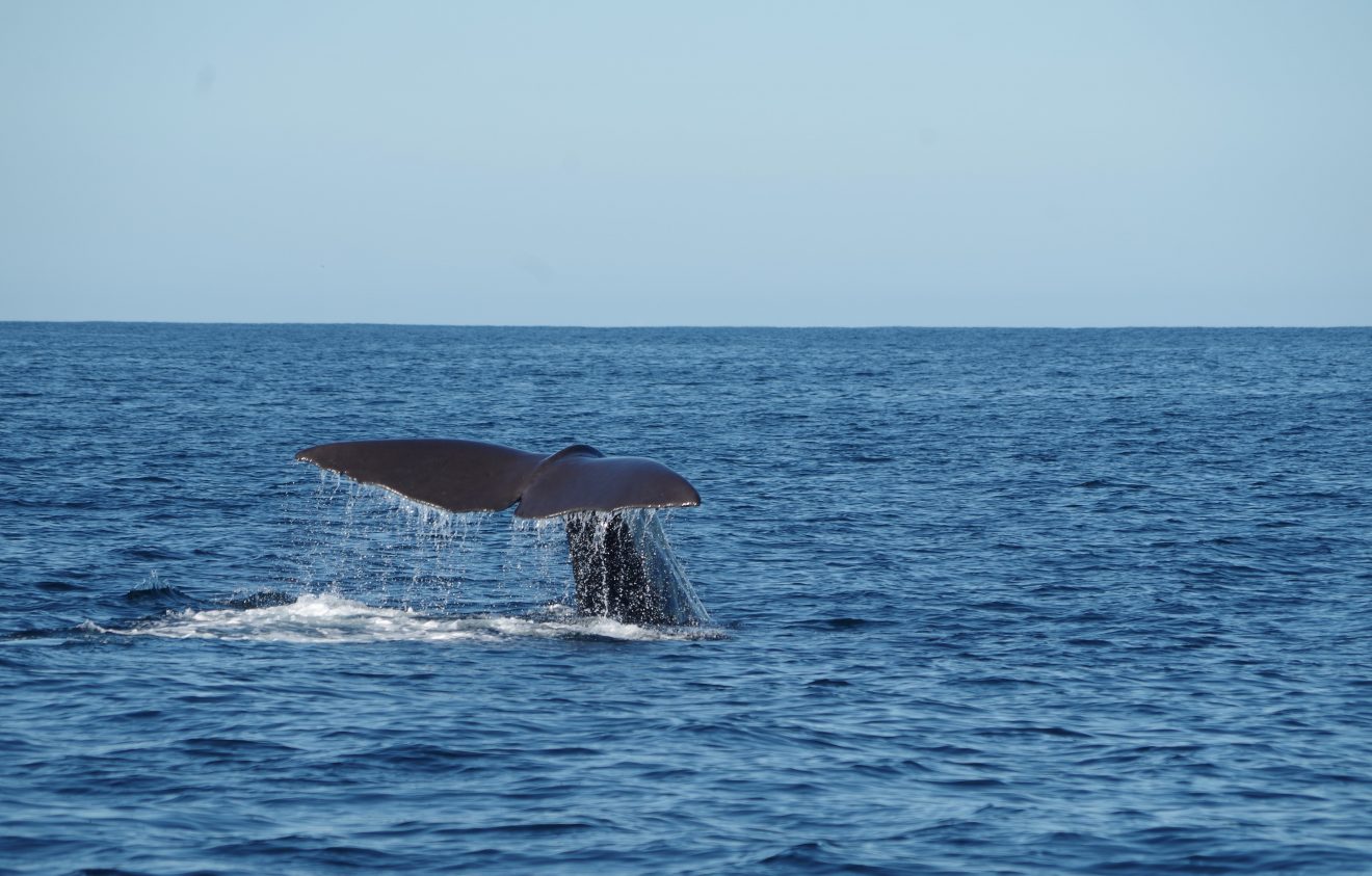 photo © unsplash davide-dalfovo whale