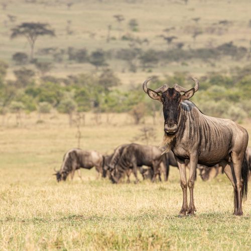 Northern Kenya & The Great Migration (Laikipia & The Masai Mara)