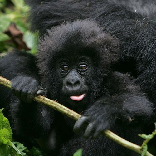 Ultimate Primate Experience: Gorillas, Chimps & Monkeys