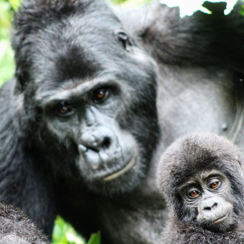 Gorillas, The Great Migration & The Big Five