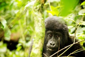 Gorilla & Zanzibar Adventure