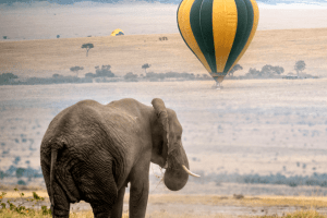 Zululand Safari And Mozambique In Style