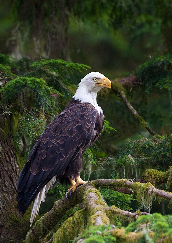 bald-eagle3 Knight Inlet